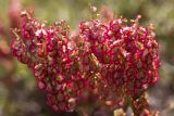 Rumex подвид creticus