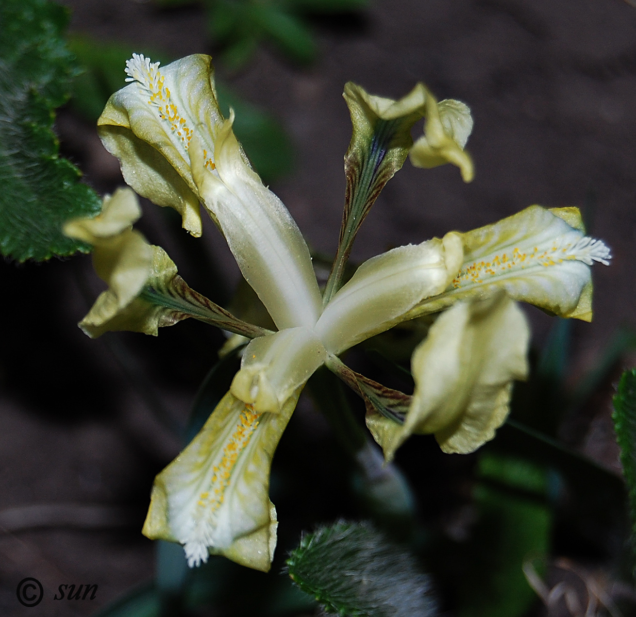 Image of Iris pumila specimen.