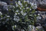 Arabis caucasica