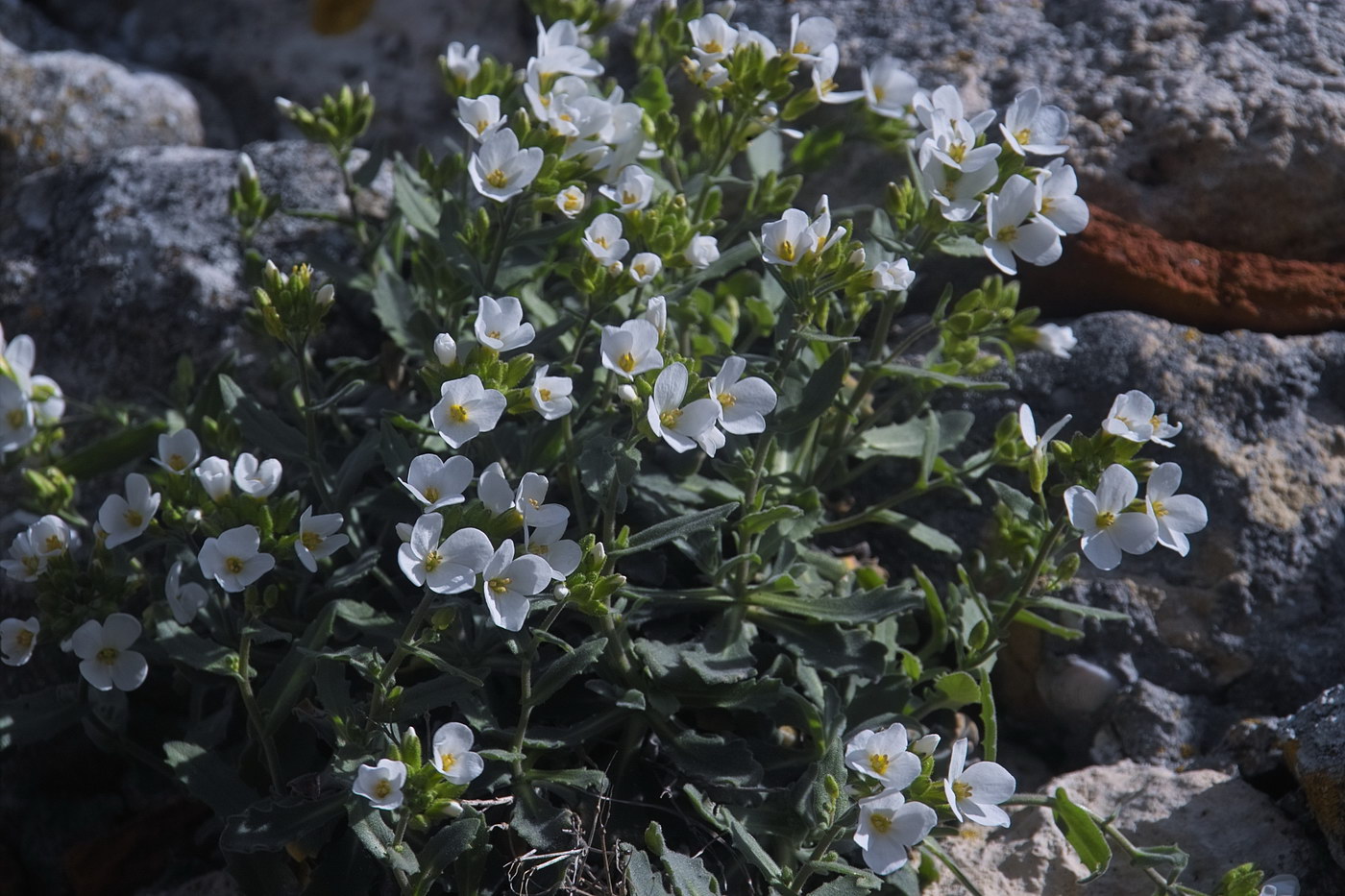 Изображение особи Arabis caucasica.