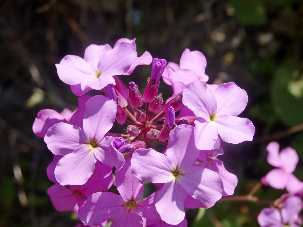 Image of genus Hesperis specimen.