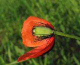 Papaver stevenianum. Цветок с частично облетевшими лепестками. Крым, Карадагский заповедник, биостанция, у дороги. 14 мая 2015 г.