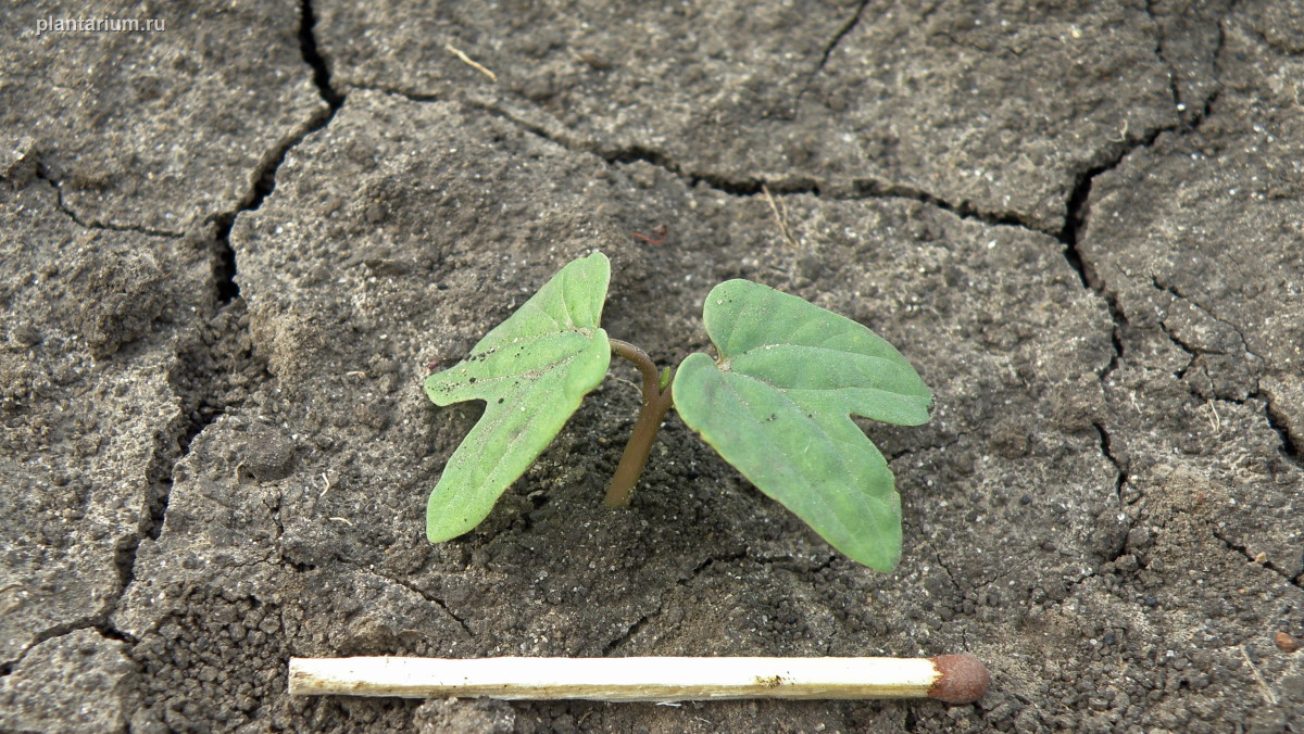 Image of Ipomoea purpurea specimen.