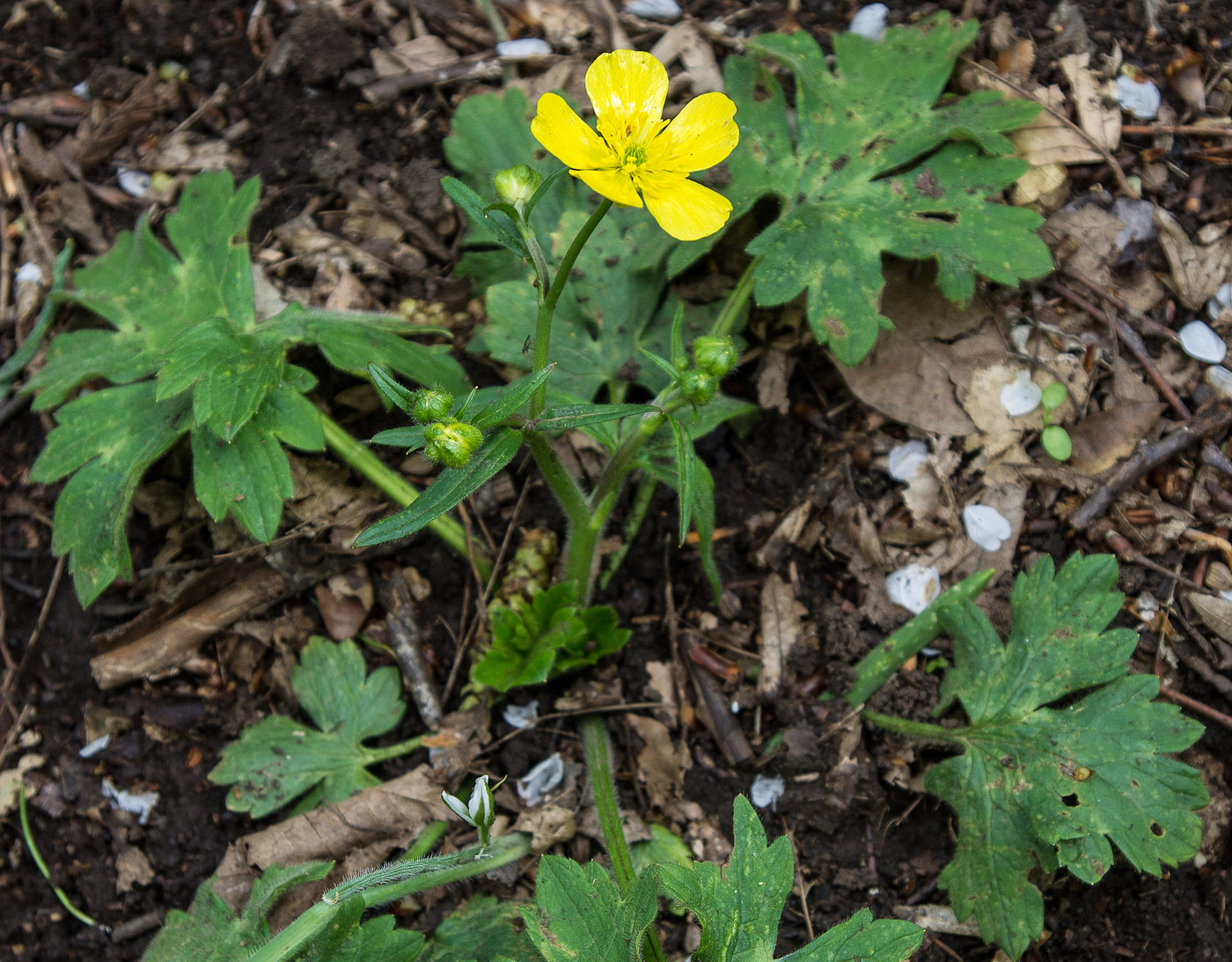 Изображение особи род Ranunculus.