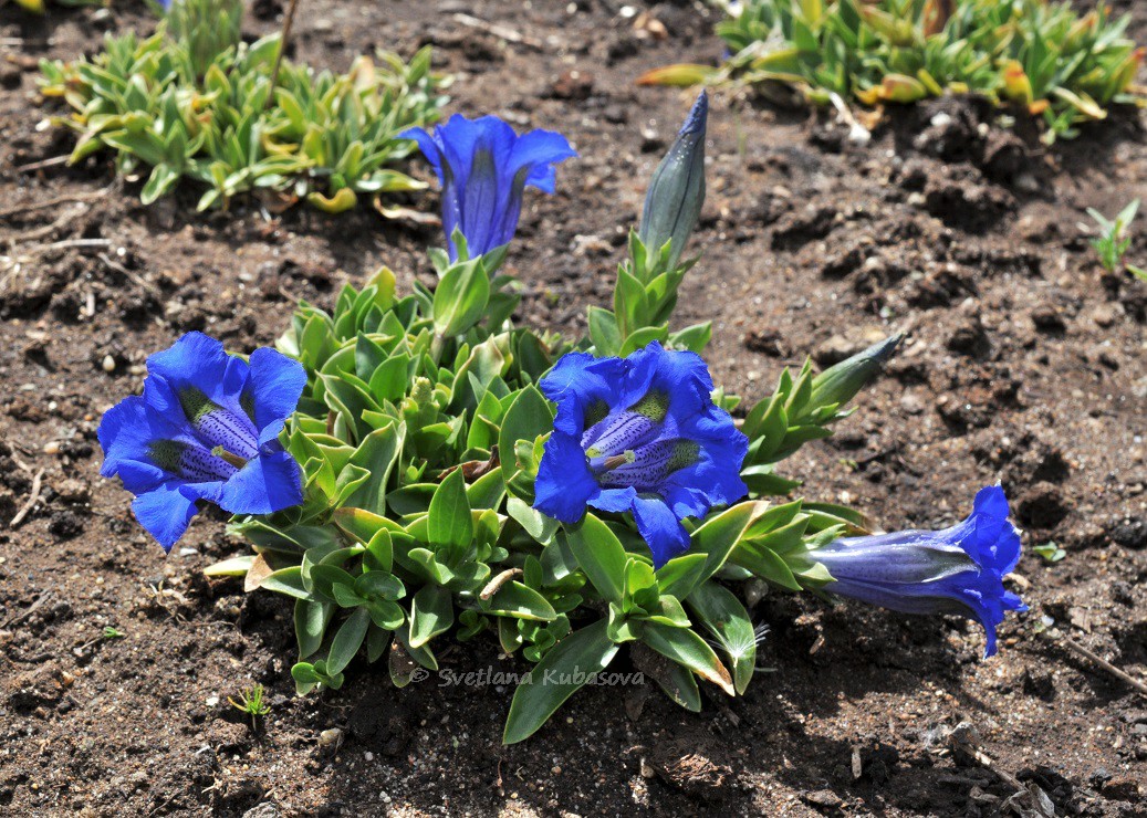 Image of Gentiana dinarica specimen.