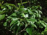 Populus longifolia