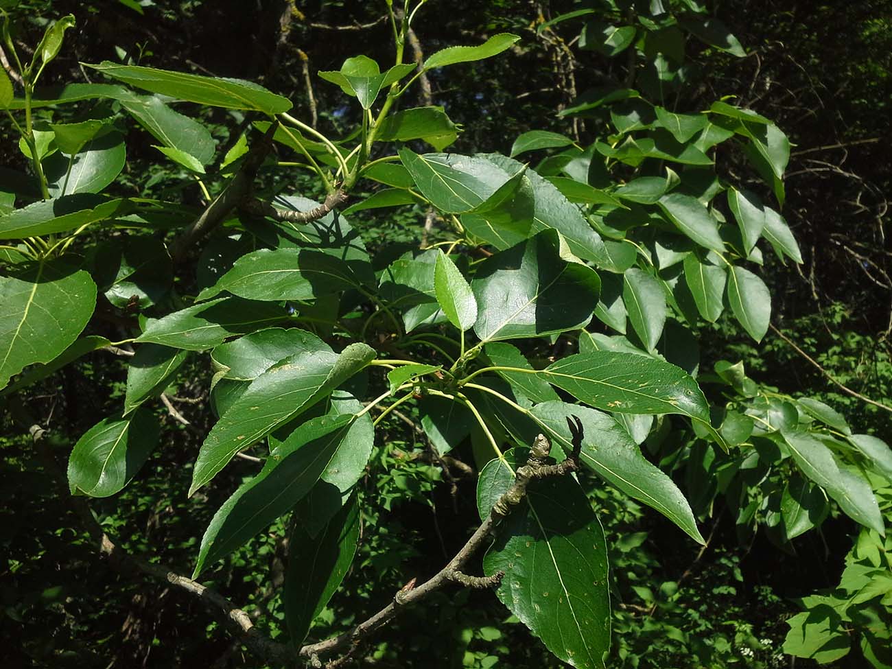 Image of Populus longifolia specimen.