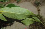 Populus suaveolens