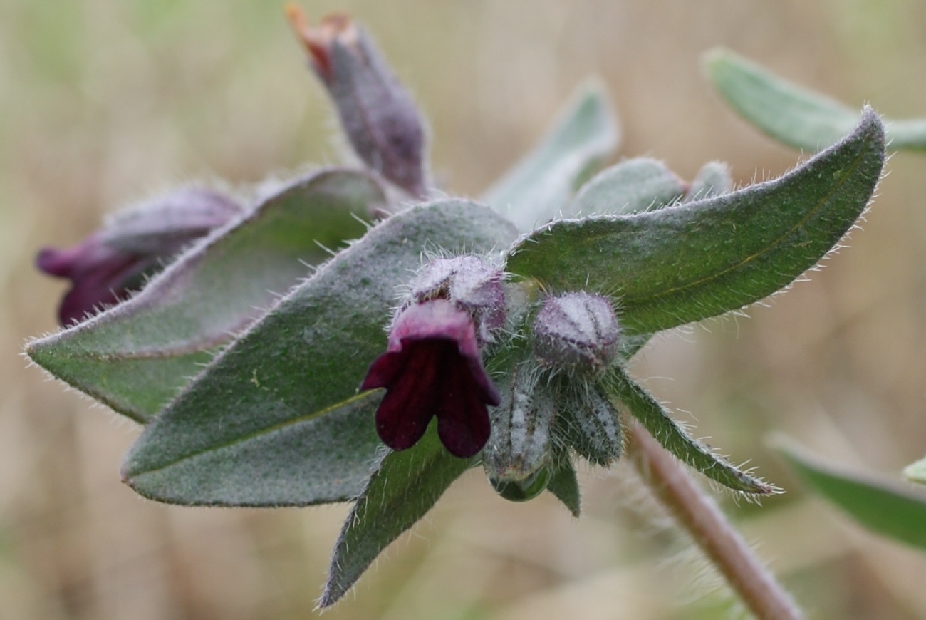 Image of Nonea rossica specimen.