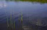 Schoenoplectus lacustris