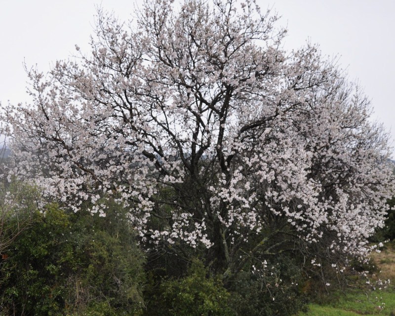 Изображение особи Amygdalus communis.