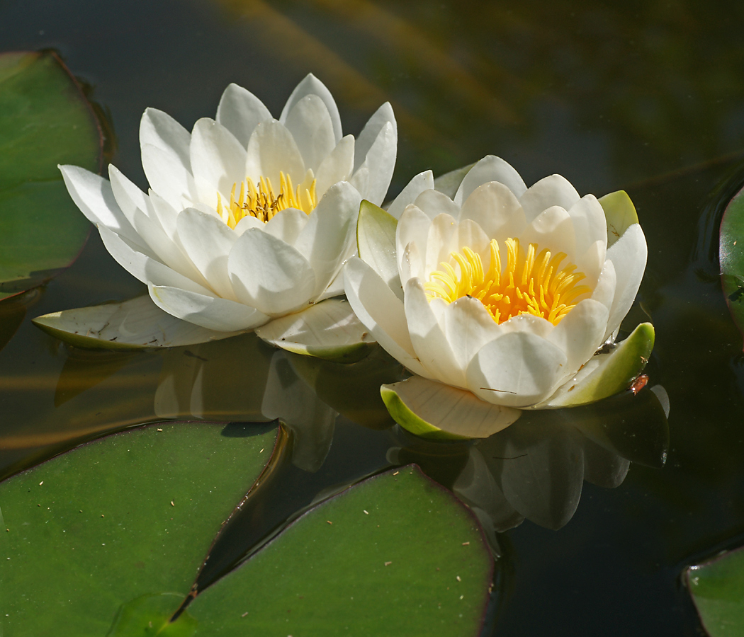 Image of Nymphaea candida specimen.