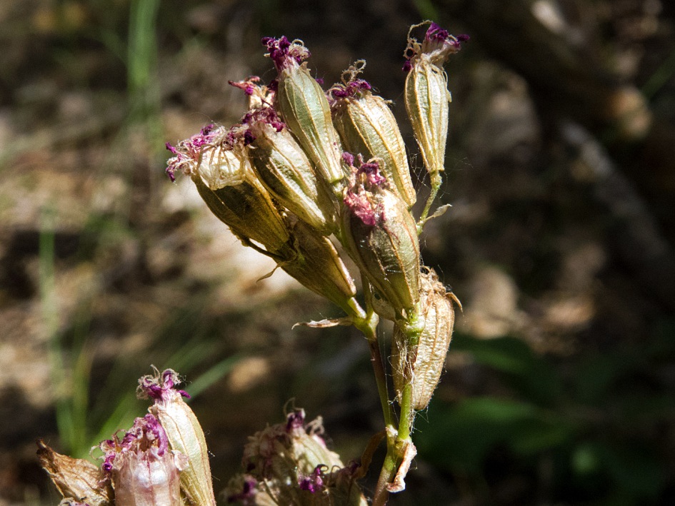 Image of Viscaria vulgaris specimen.