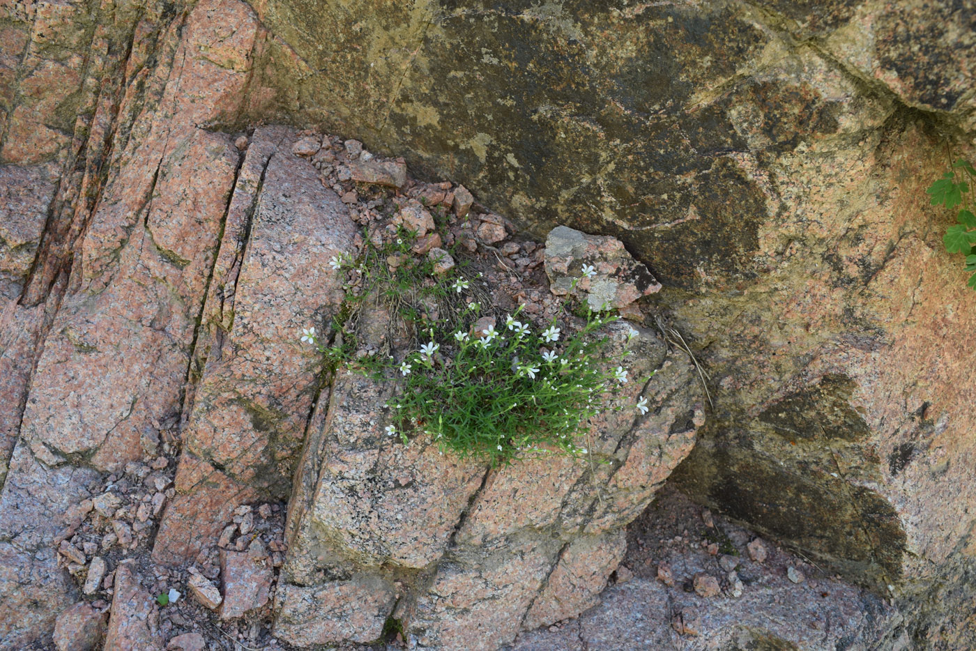 Image of Minuartia kryloviana specimen.