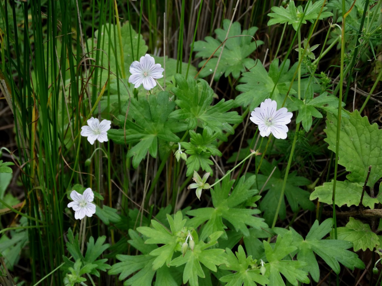 Изображение особи Geranium wlassovianum.