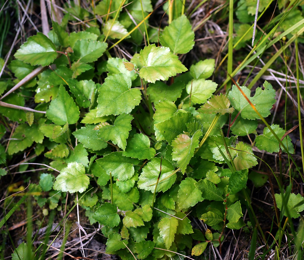 Image of genus Betula specimen.