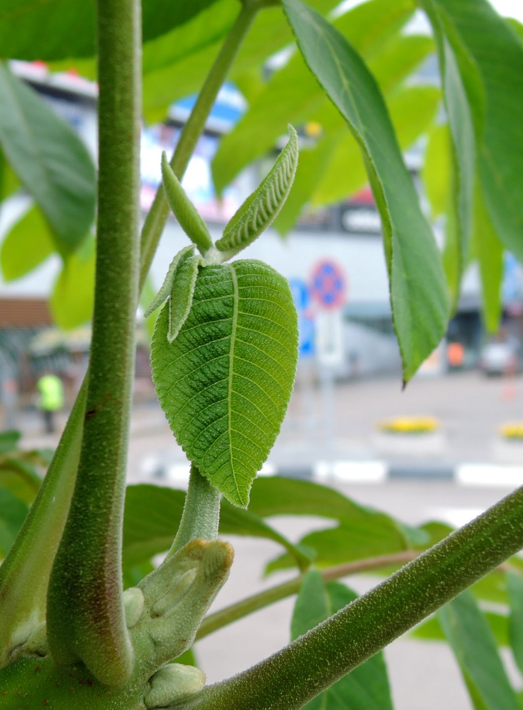 Изображение особи Juglans mandshurica.