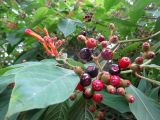 Hamelia patens