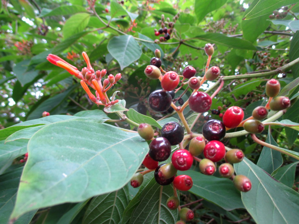 Изображение особи Hamelia patens.