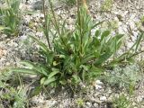 Aster serpentimontanus