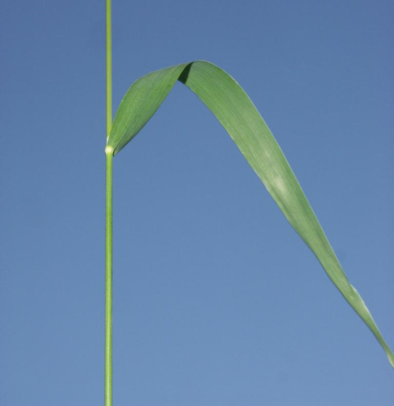 Image of Milium effusum specimen.