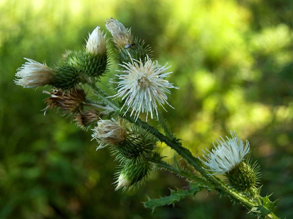 Изображение особи Carduus crispus.