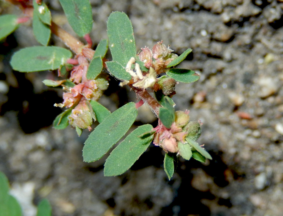 Изображение особи Euphorbia maculata.