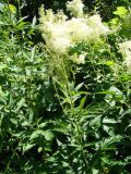 Filipendula ulmaria. Верхушка цветущего растения. Пензенская обл., Вадинский р-н, окр. дер. Пеньки, заболоченный берег ручья. 4 июля 2015 г.