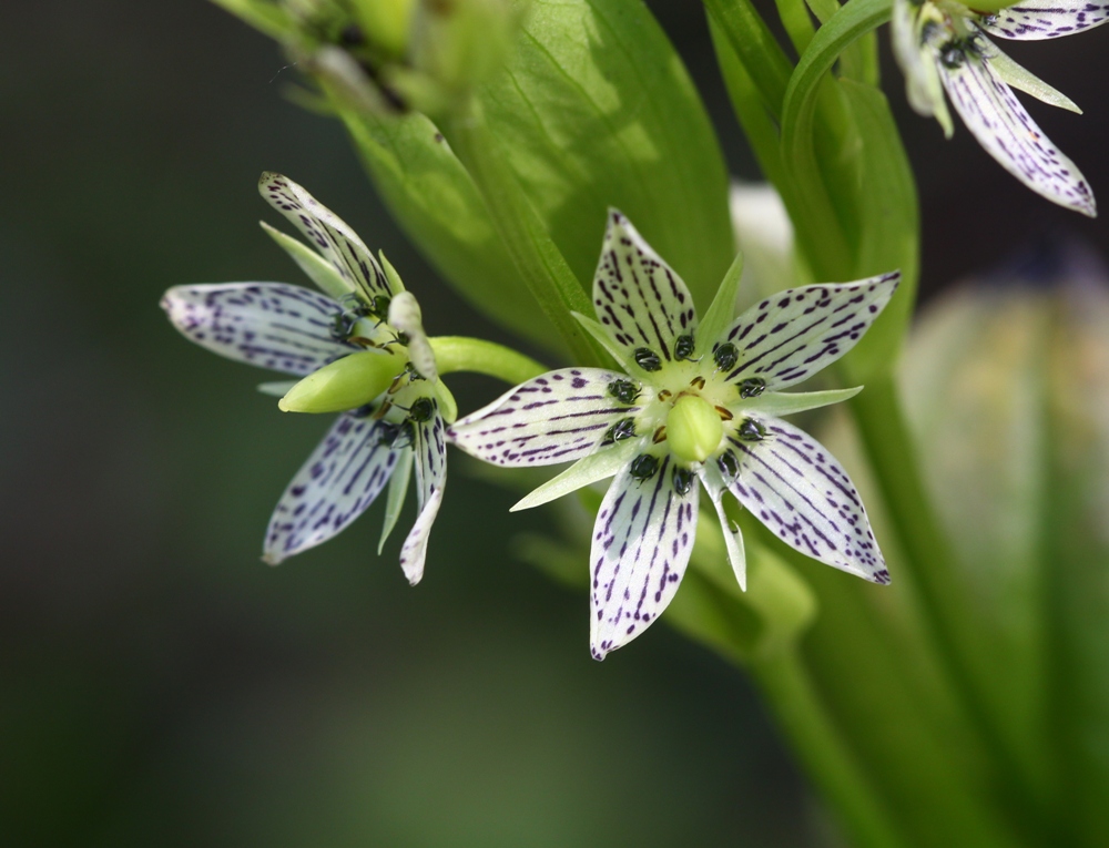 Image of Swertia veratroides specimen.