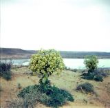 Ferula foetida