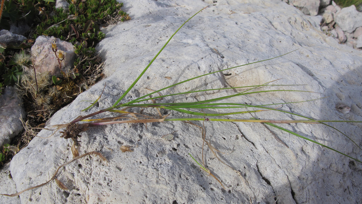 Image of Alopecurus ponticus specimen.