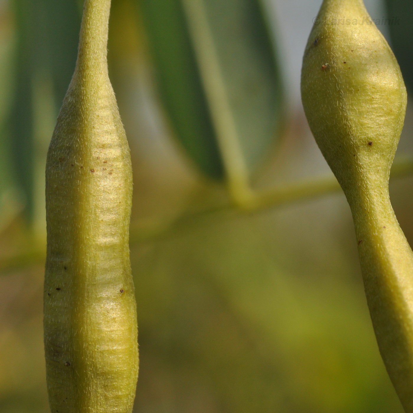 Изображение особи Sophora flavescens.