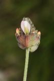 Astragalus inaequalifolius