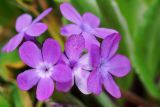 Primula turkestanica
