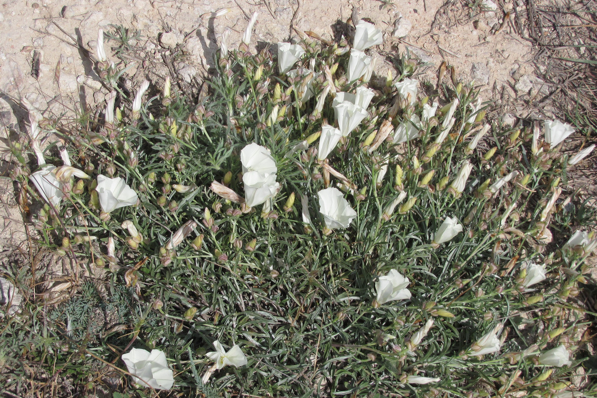 Image of Convolvulus holosericeus specimen.
