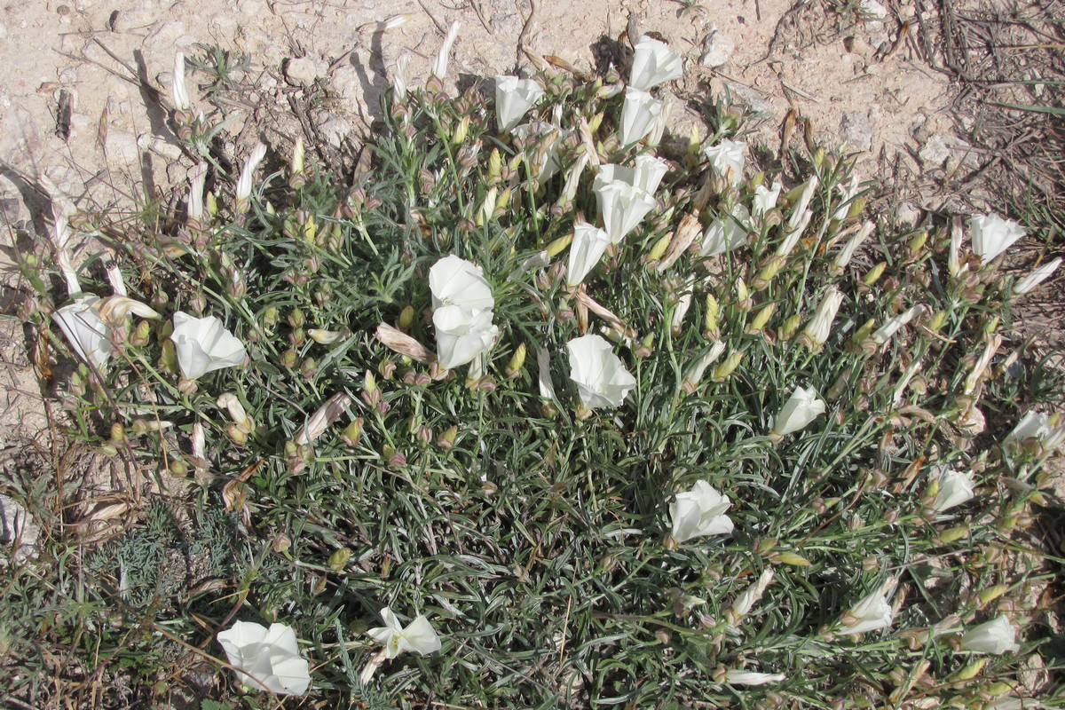 Изображение особи Convolvulus holosericeus.