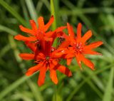 Lychnis chalcedonica. Соцветие. Амурская обл., Бурейский р-н, правый берег р. Бурея, окр. с. Малиновка. 17.07.2016.