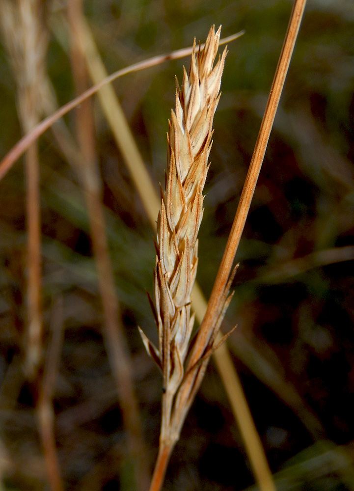 Image of Crucianella angustifolia specimen.