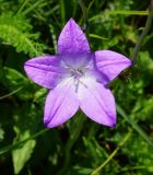 Campanula altaica. Цветок. Восточный Казахстан, Кокпектинский р-н, 25 км в горы от с. Пантелеймоновка, ≈ 1000 м н.у.м., луг. 12.06.2016.