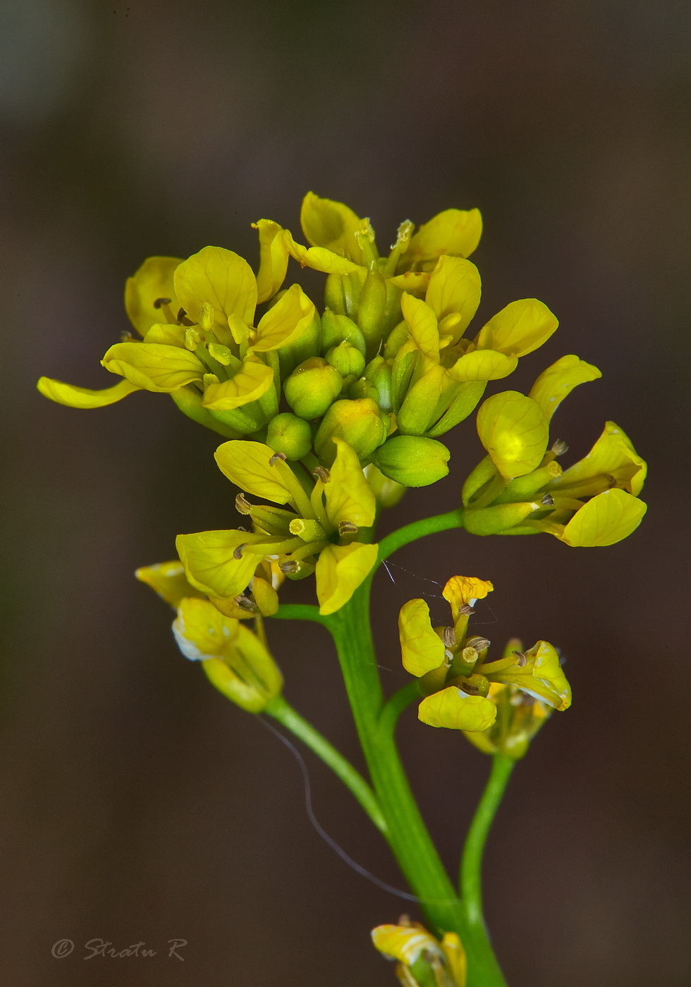 Изображение особи Rapistrum perenne.