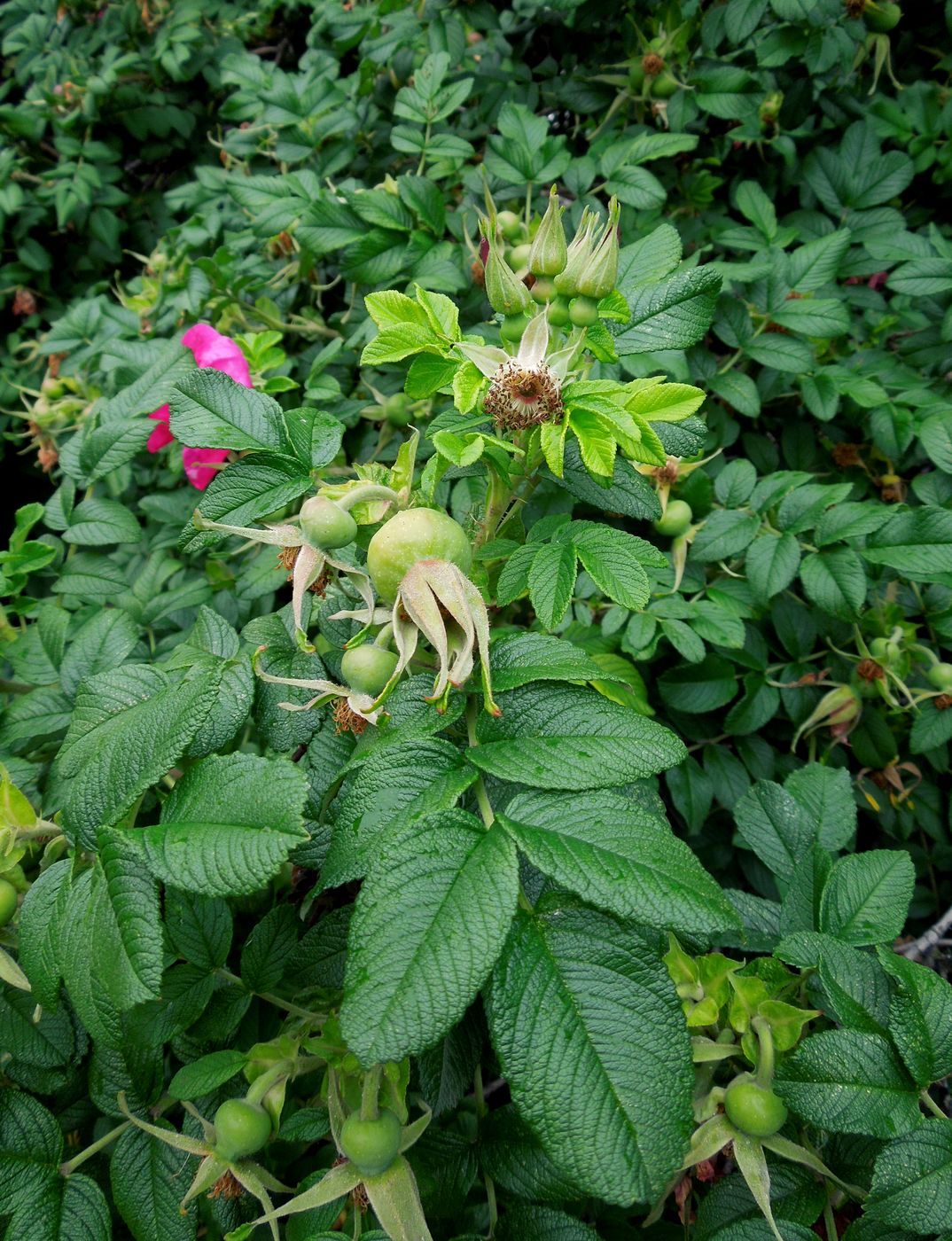 Изображение особи Rosa rugosa.