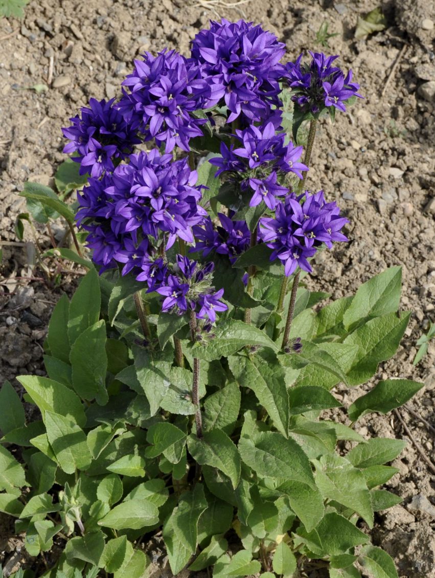 Image of genus Campanula specimen.