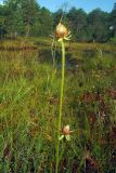 Parnassia palustris. Верхушки побегов с плодами. Свердловская обл., окр. г. Североуральск, окраина болота. 21.08.2007.