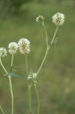 Trifolium montanum