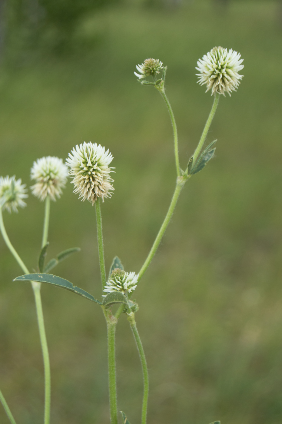 Изображение особи Trifolium montanum.