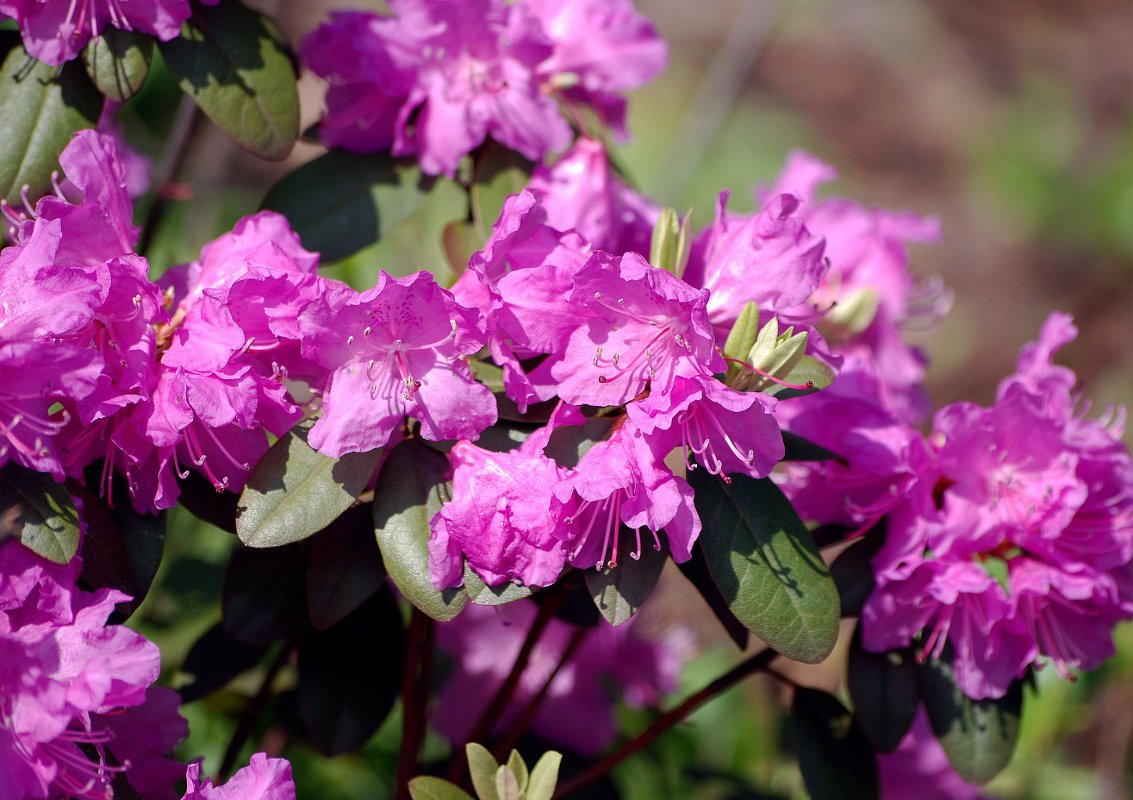 Изображение особи Rhododendron ledebourii.