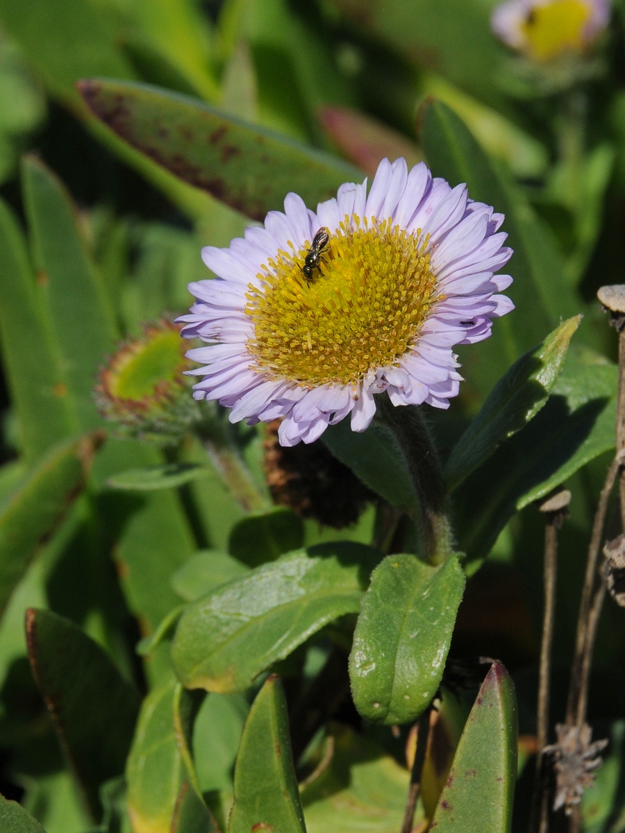 Image of Erigeron glaucus specimen.