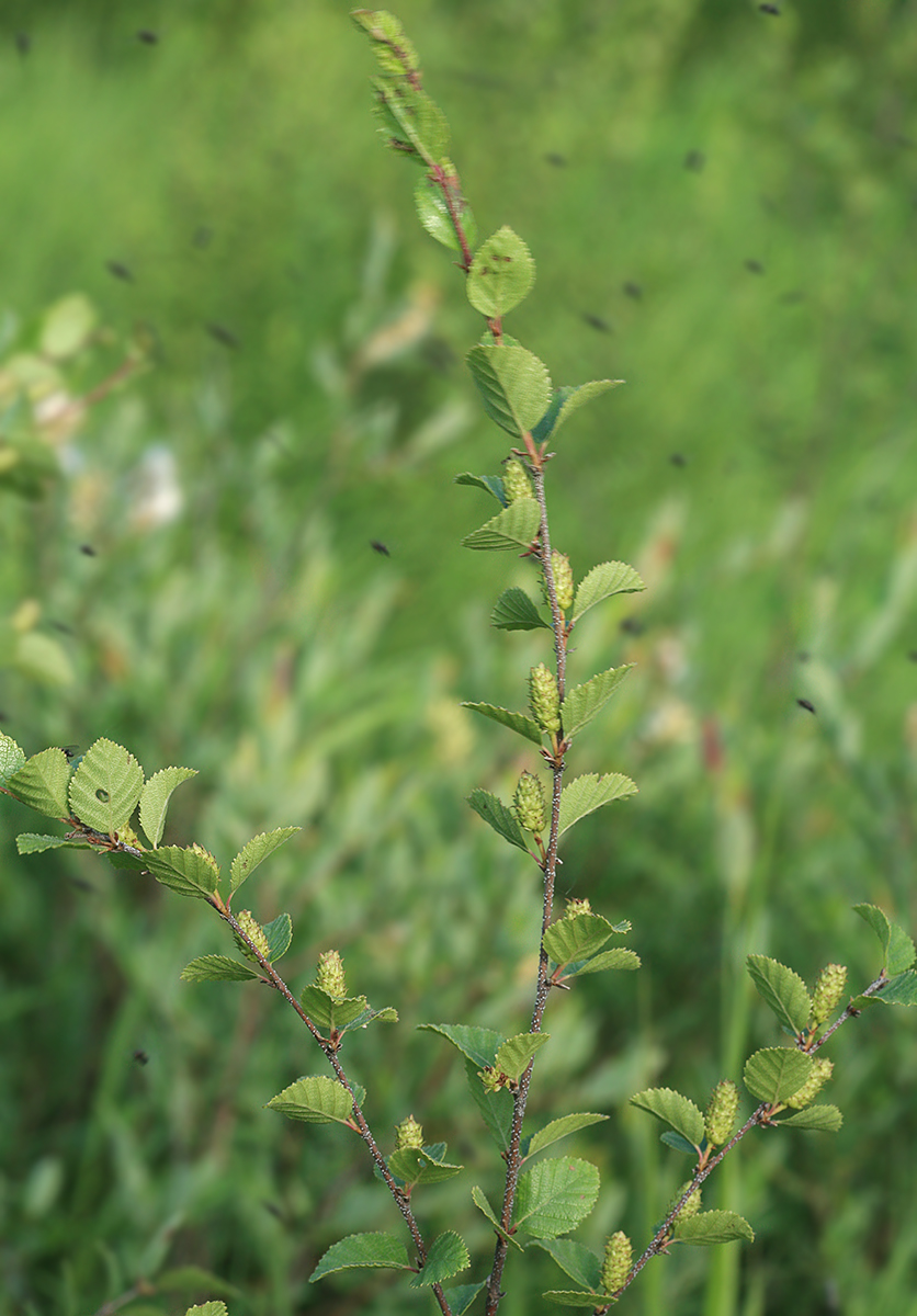 Image of Betula ovalifolia specimen.