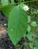 Cephalanthus occidentalis. Часть побега с листом. Украина, Киев, Ботанический сад Национального университета биоресурсов и природопользования. 06.07.2016.