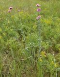 Dianthus andrzejowskianus. Цветущее растение. Украина, г. Запорожье, о-в Хортица, возле моста Б.Преображенского, степь. 01.06.2016.